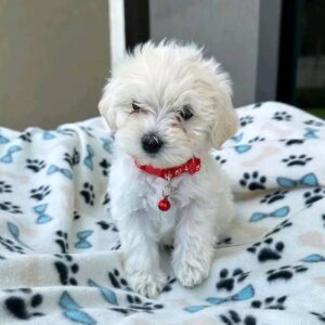 Maltese Puppies