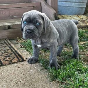 Cane corso puppies
