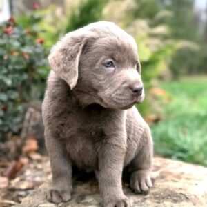 Labrador Puppies