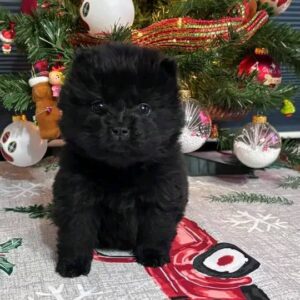 Chow chow puppies