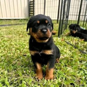 Rottweiler Puppies