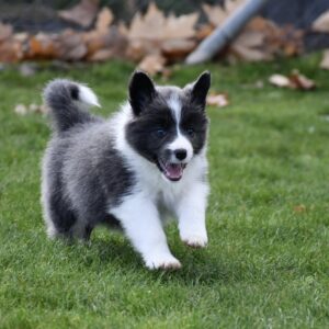 Border collies Puppies